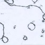 Trace Monotype from Plants | 1 Sunday afternoon | March 2026