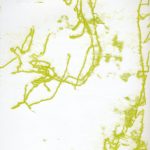 Trace Monotype from Plants | 1 Sunday afternoon | March 2026